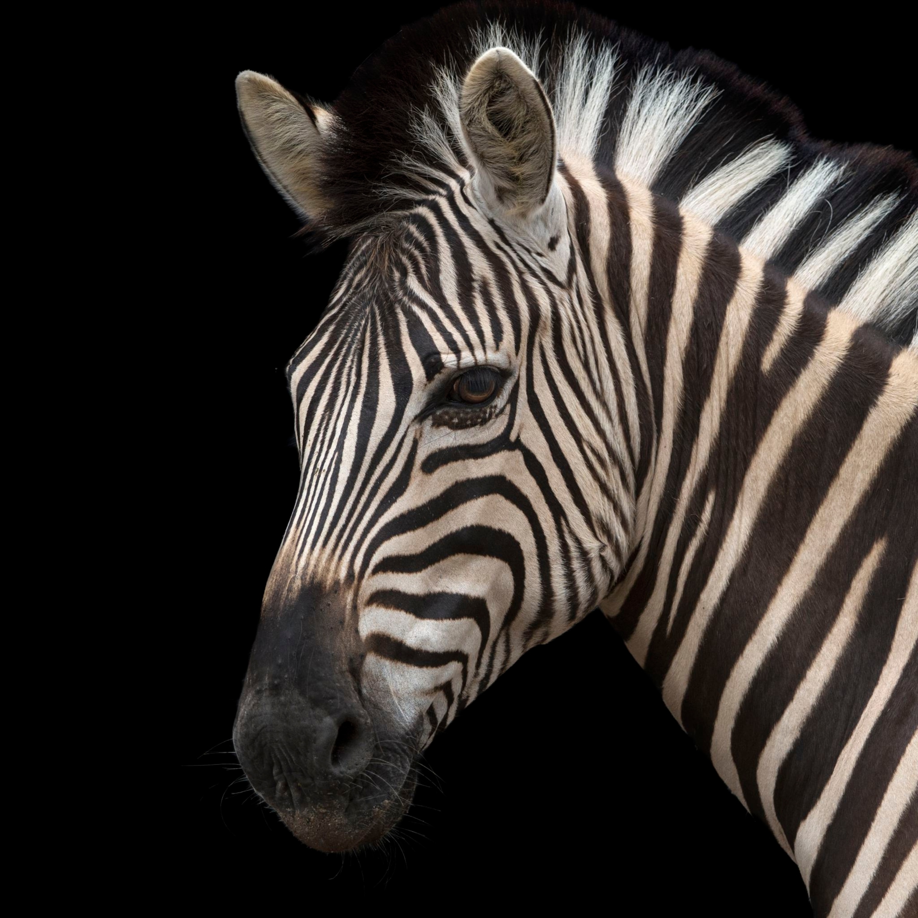 plains-zebra_thumb.JPG