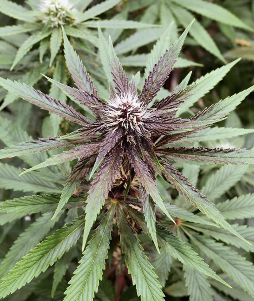 wellgrownseeds.com