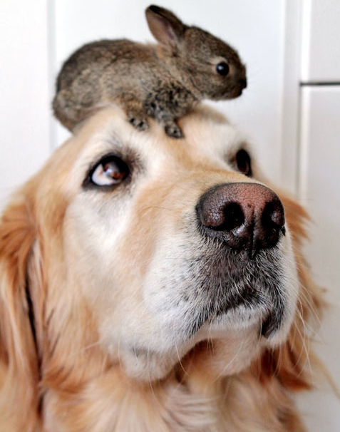 dog.jpg