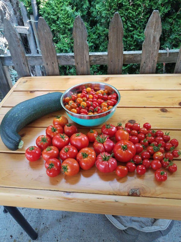 tomatos89.jpg