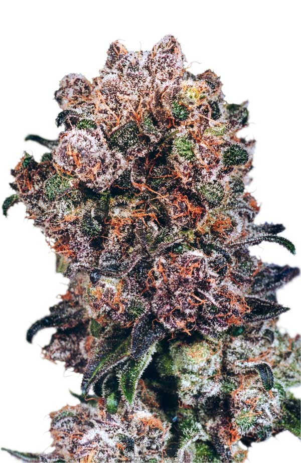 Blueberry2013.jpg