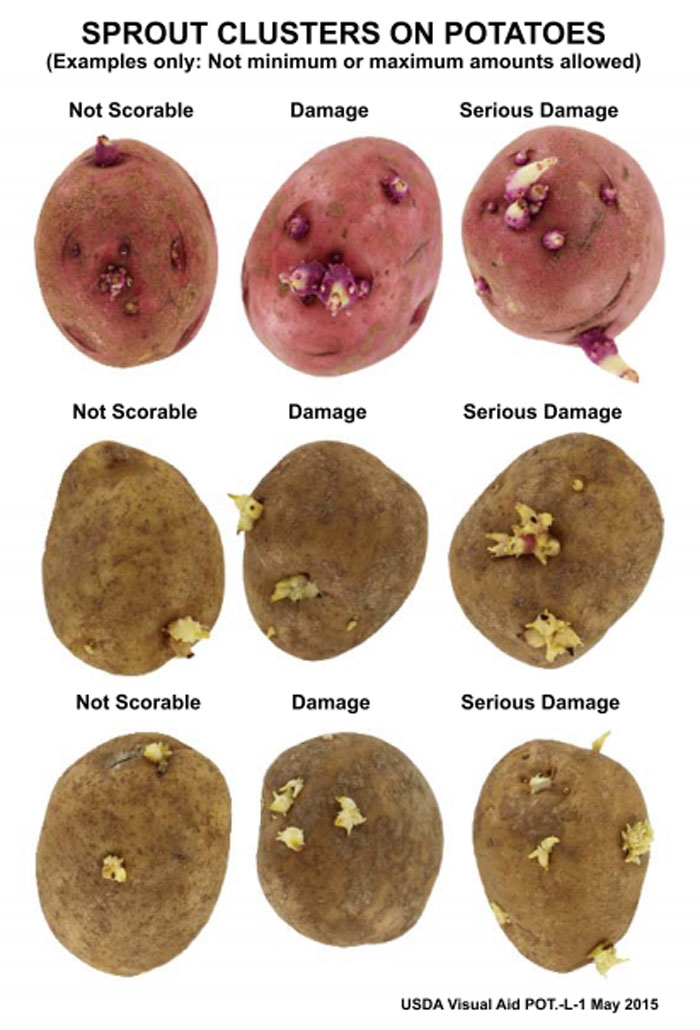 Sprout-guideline.jpg