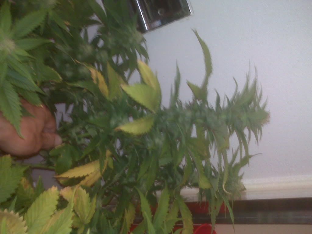 IMG00060.jpg