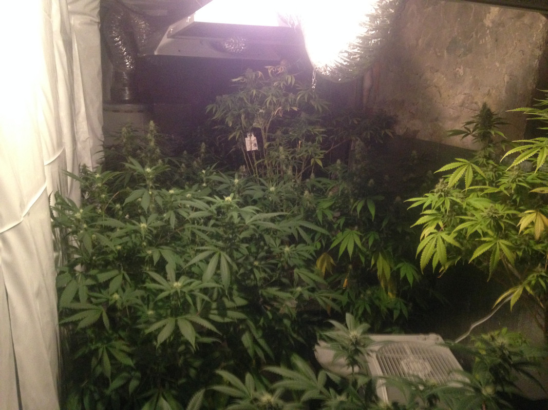 4_26_Flower_Room_From_Door.jpg