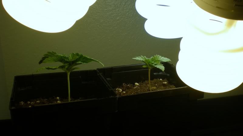 Setupofbothplants.jpg