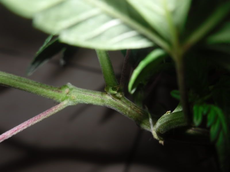 SDC10813.jpg