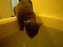 gifs_01.gif