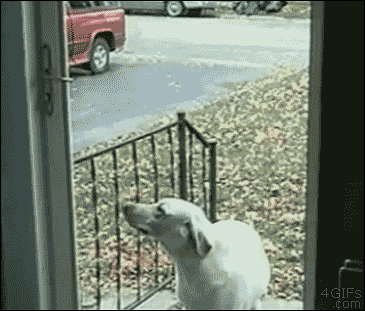 Glass-Door-Fail-24.gif