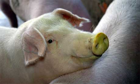 glowpig460x276.jpg
