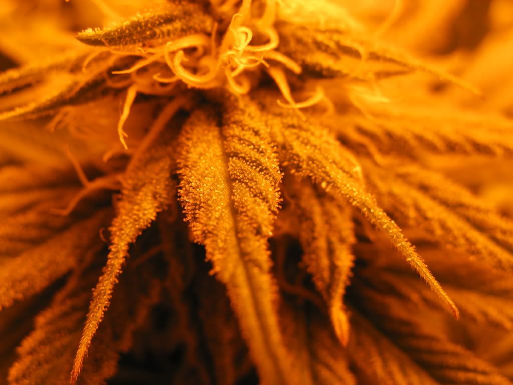clones007.jpg