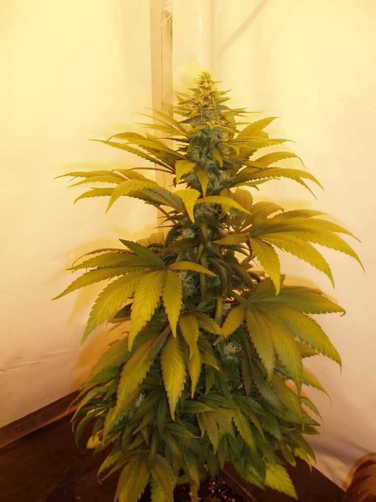 Flower-Day2913.jpg