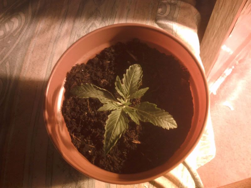 Plant4edit.jpg