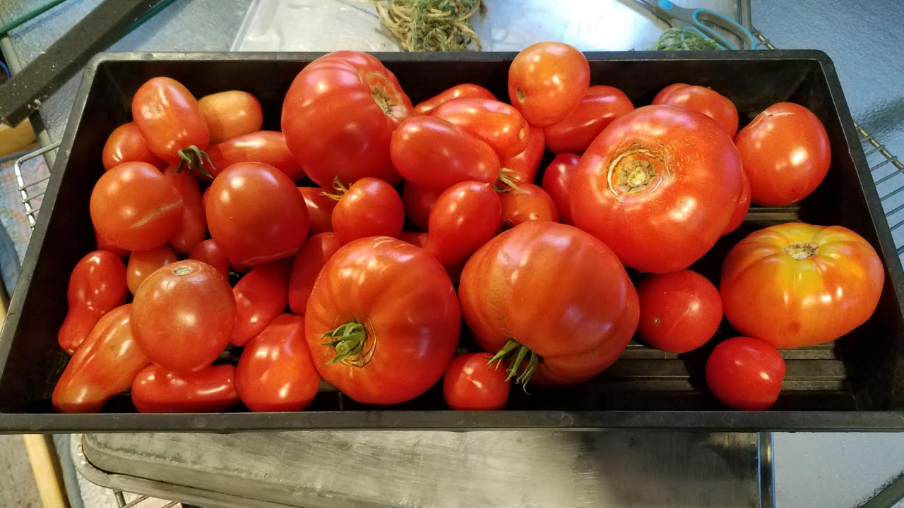tomatoes09272021.jpg