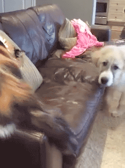 gifs_25.gif