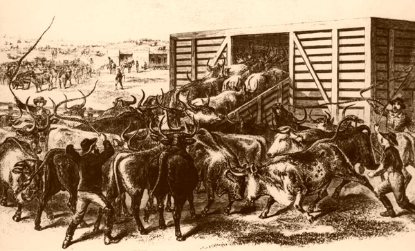 AbileneLoadingTexasCattle-600.jpg
