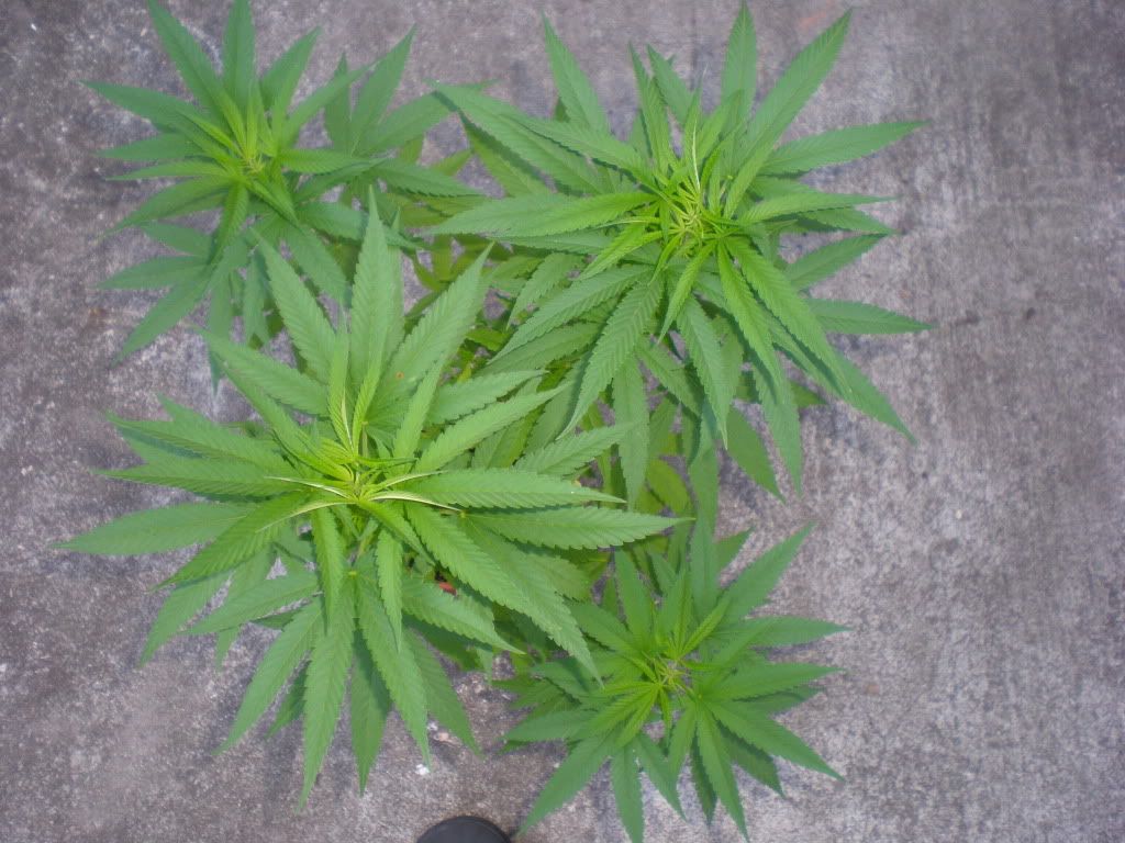 PA070065.jpg