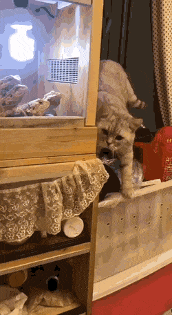 gifs_14.gif