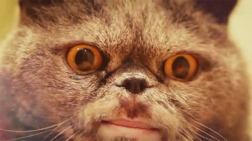 BkGqj.gif