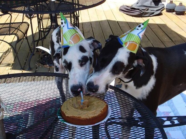 great-danes-cake-birthday.jpg