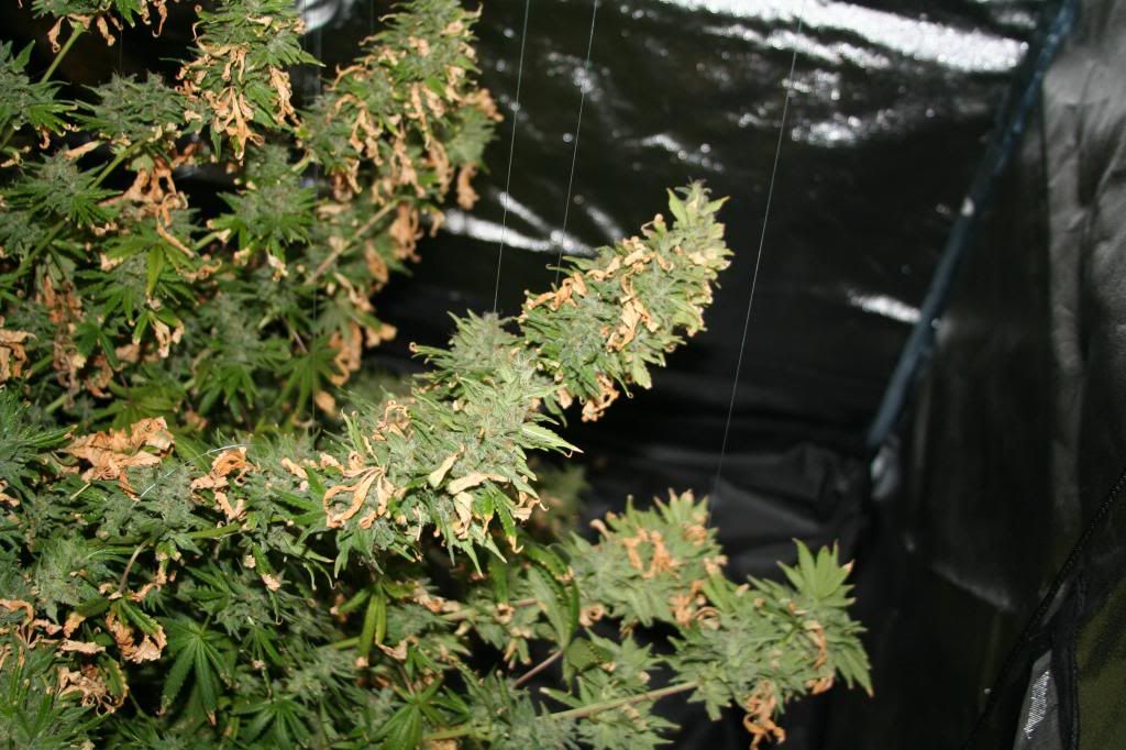 IMG_1740_zps26f1a3cf.jpg
