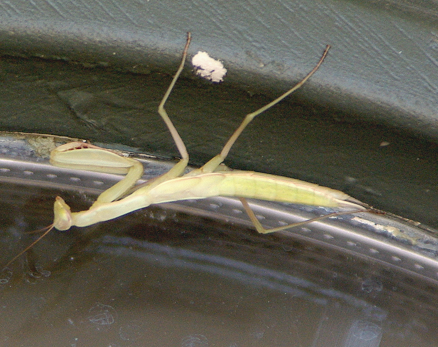 IMGP1629.JPG