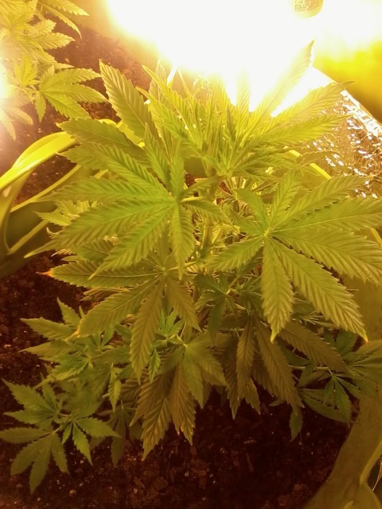 PeppaWeek2Flower2.jpg