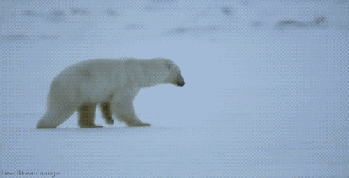 tumblr_m4ht69gszi1r4zr2vo1_500.gif