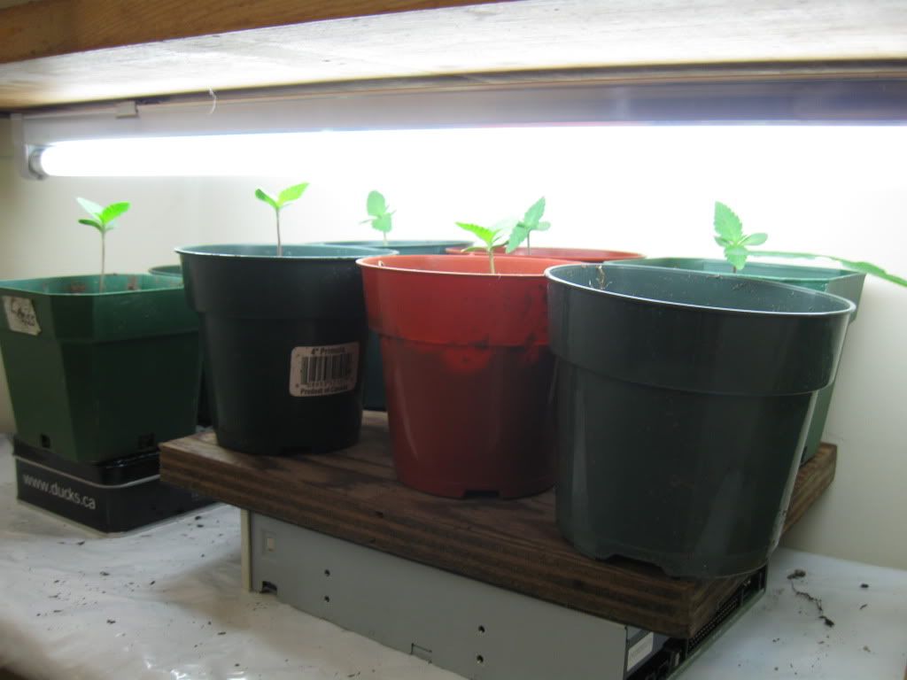 sproutsn116036.jpg
