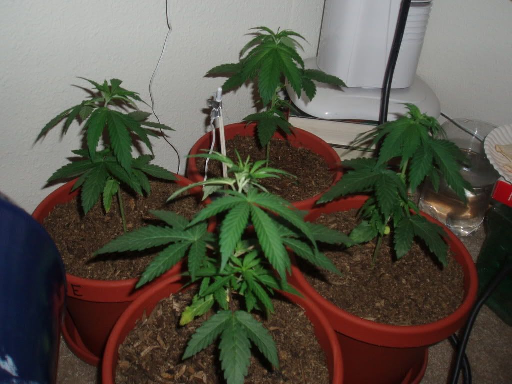 4wk3dysDec182.jpg