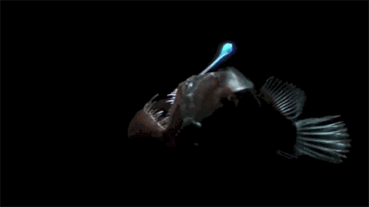 nope_37.gif