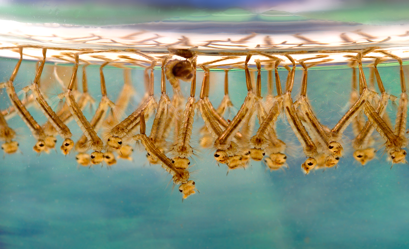 Culex_sp_larvae.png