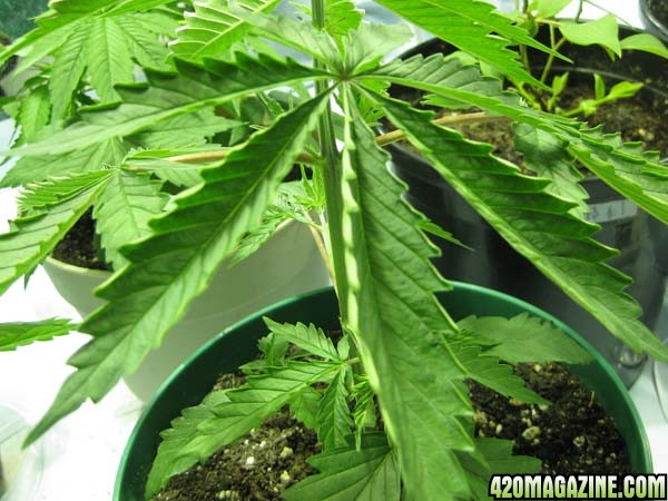 grow3_5.jpg