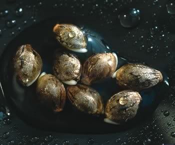 still-germinating-marijuana-seeds.jpg