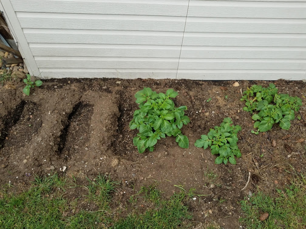 potatoes04302021.jpg