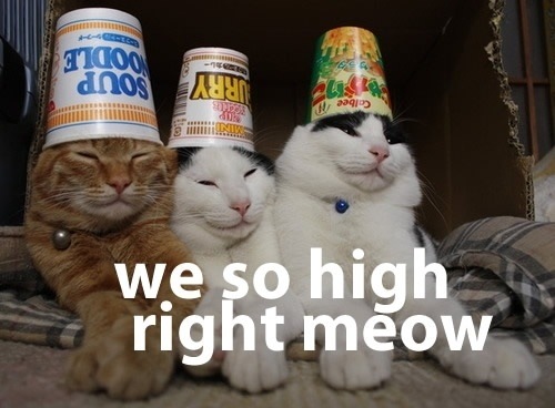 stoner+cats.jpg