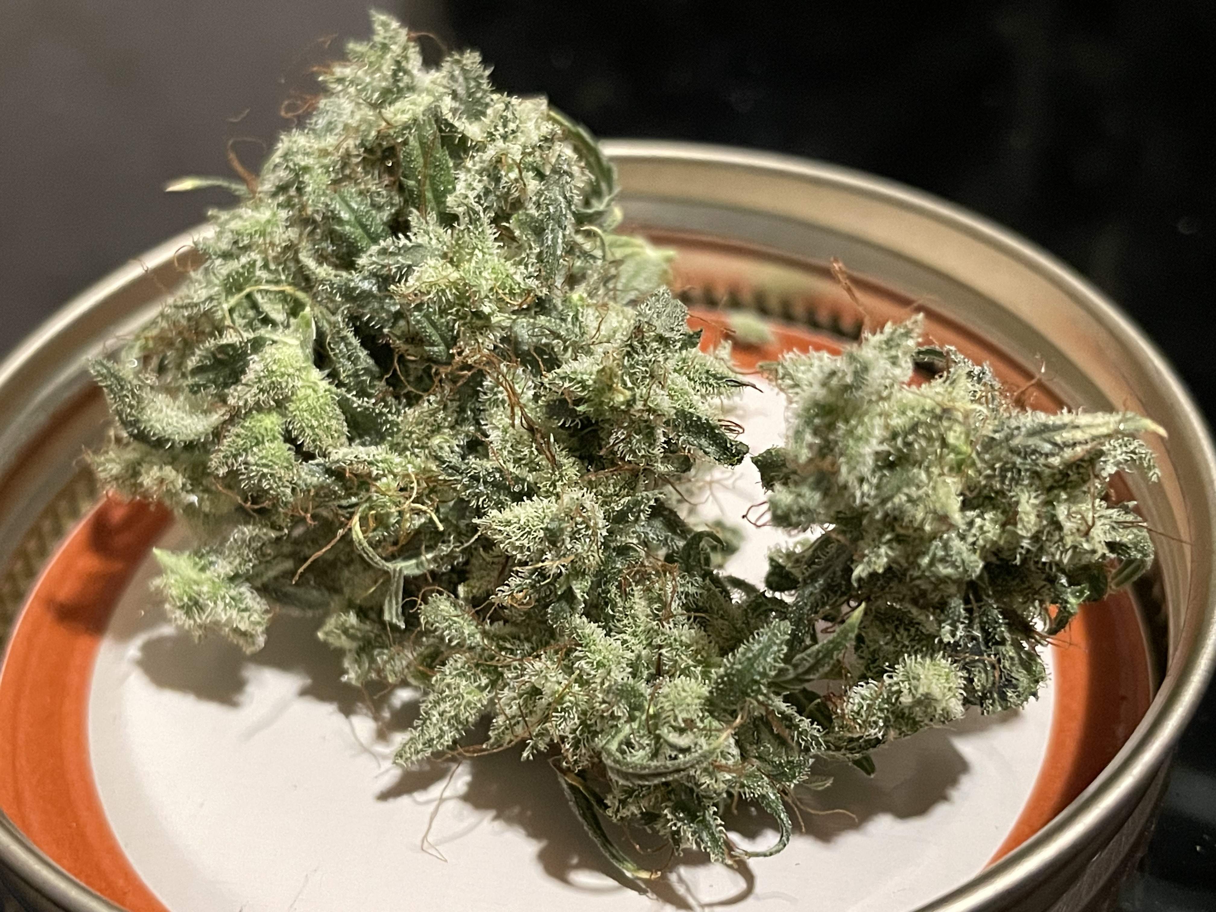 7577325_grow-journal-by-ehcndgrower.jpg