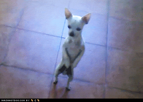 K9P1tr6hdkabM2mdjrN0AQ2.gif
