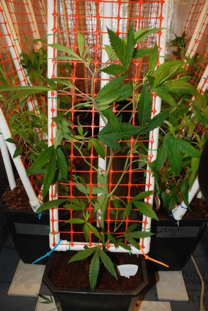 vscrog03.jpg