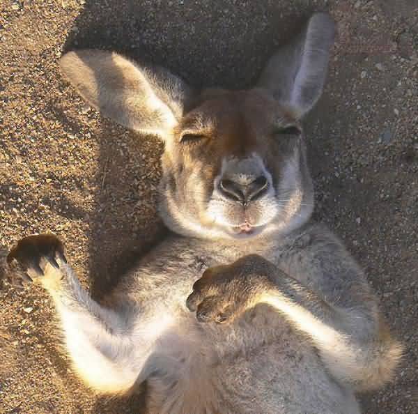 funny-sleeping-kangaroo.jpg