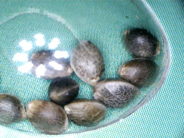 KushSeeds_zps2ff5954c.jpg