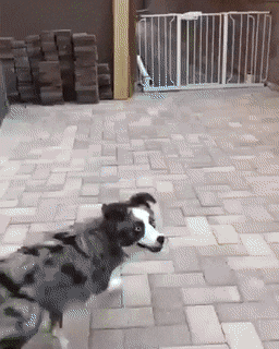 gifs_18.gif