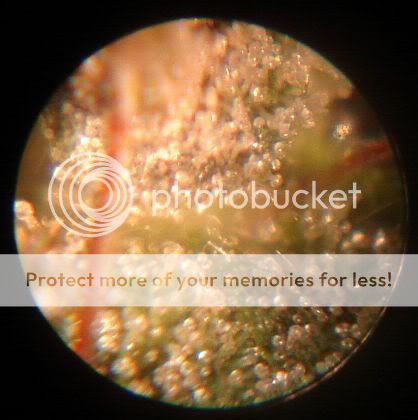 SquatBud-Macro1.jpg