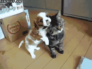 gifs_15.gif