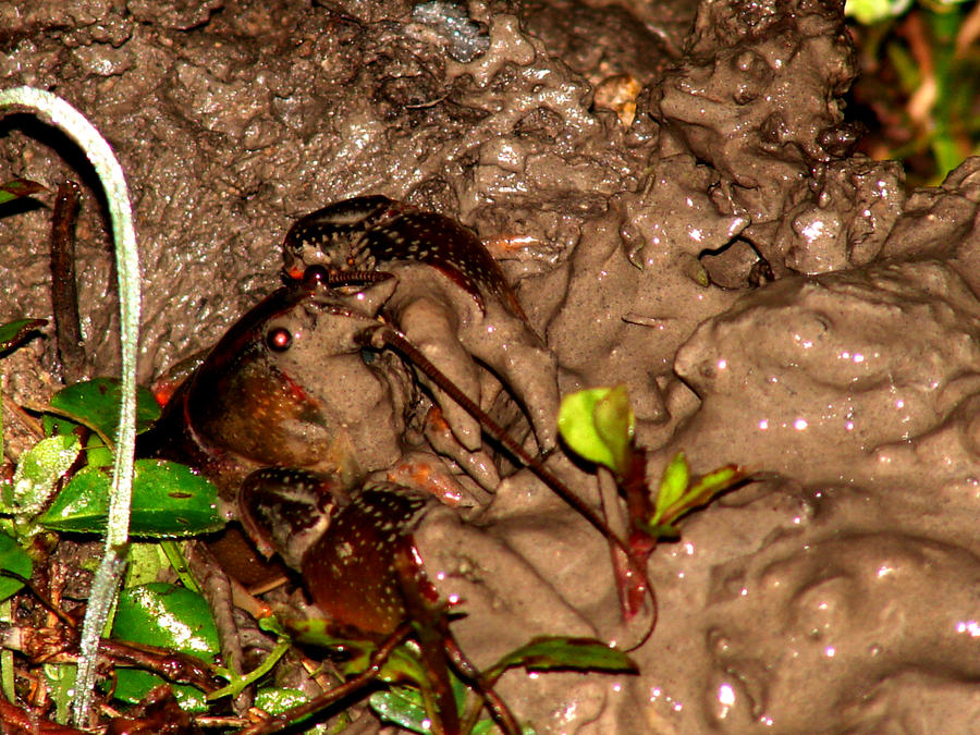 mud_bug__crawfish__by_sharondipity-d4yhjbt.jpg