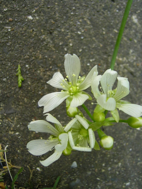 Venus_Fly_Trap.jpg