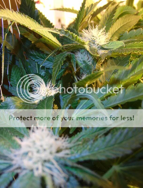 Week11Bud12.jpg