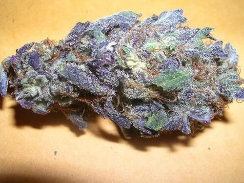 kush.jpg
