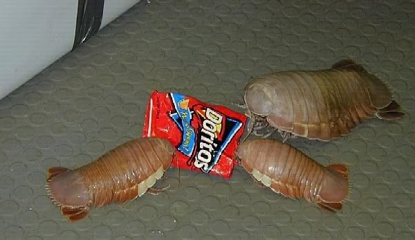 LastSnack.jpg
