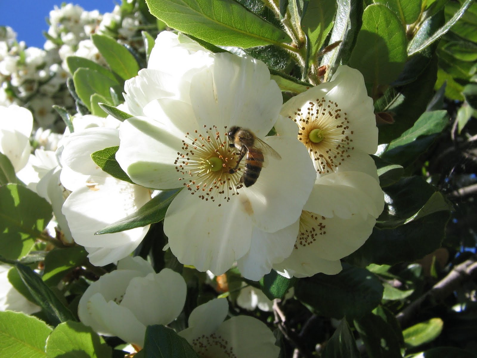 ulmo+abeja.jpg