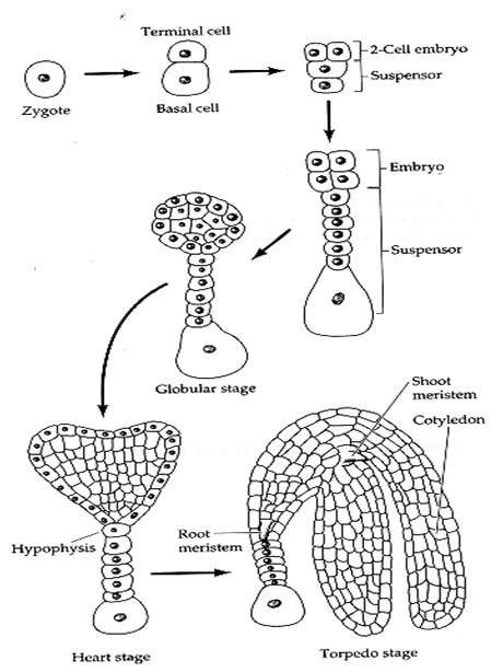 Embryo%20Development.jpg